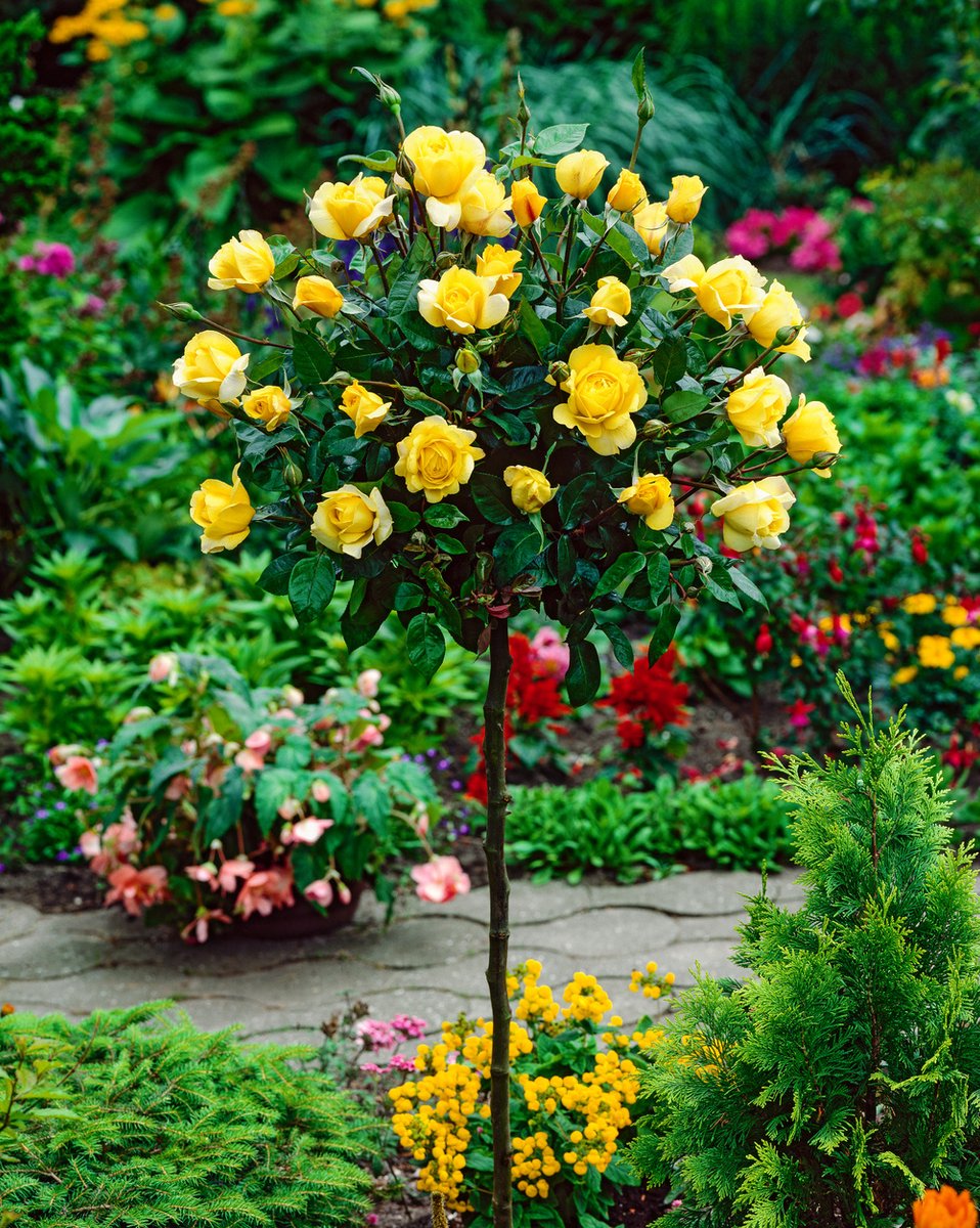 GARDENZO - Stamrozen XXL Geel x3 - Rozen op stam - Winterhard - 110-140 cm