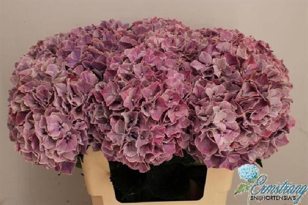 10x Hydr.mag.sweet ruby 60cm