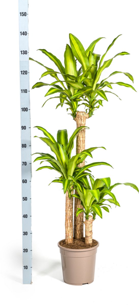 Dracaena Fragrans Massangeana Ø24cm - 130
