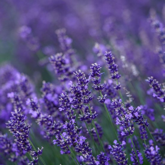 Lavendel - Lavandula - bloeit in Juni / Juli / Augustus