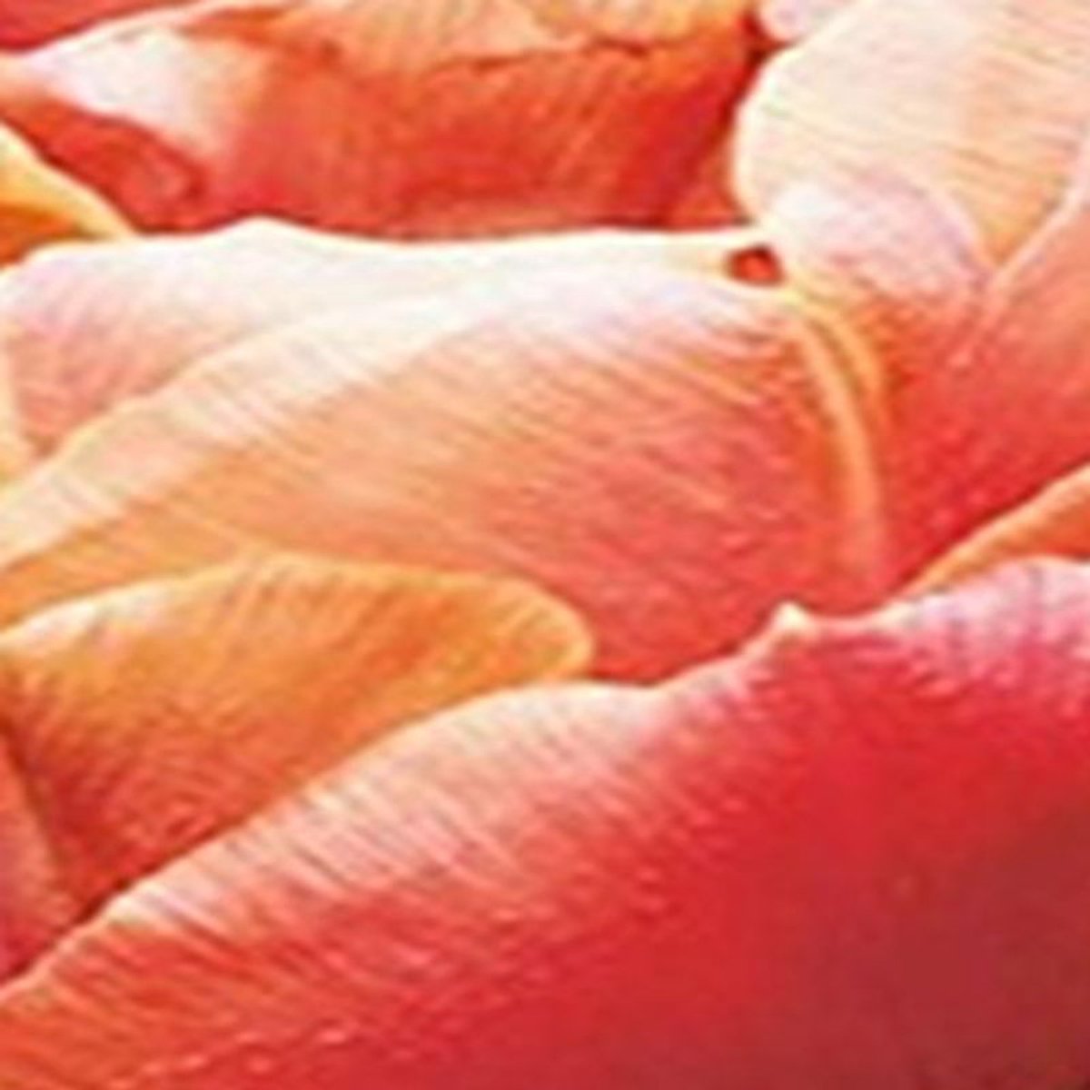 Jub - Tulipa Copper Image