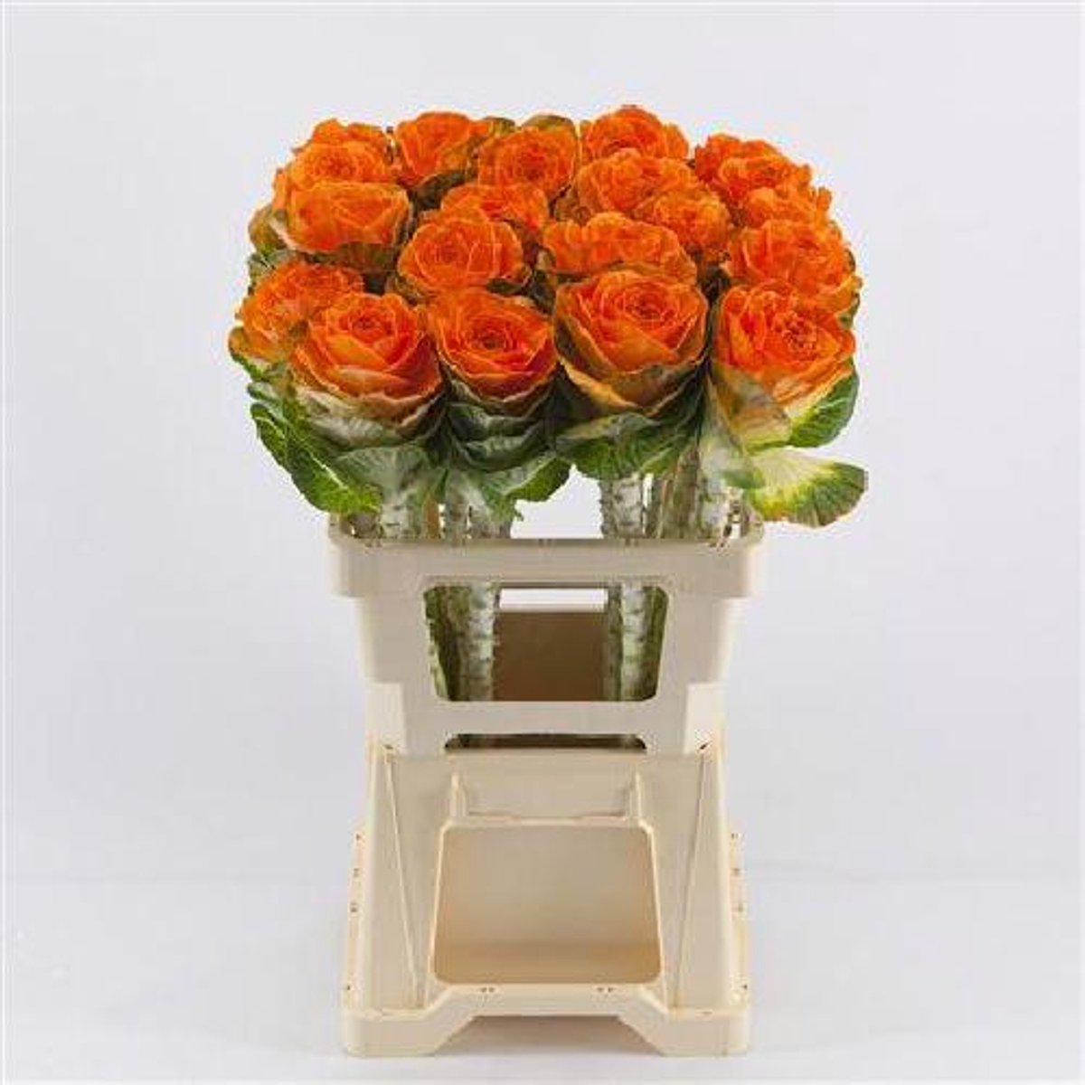 10x Bras.(v) oranje 60cm