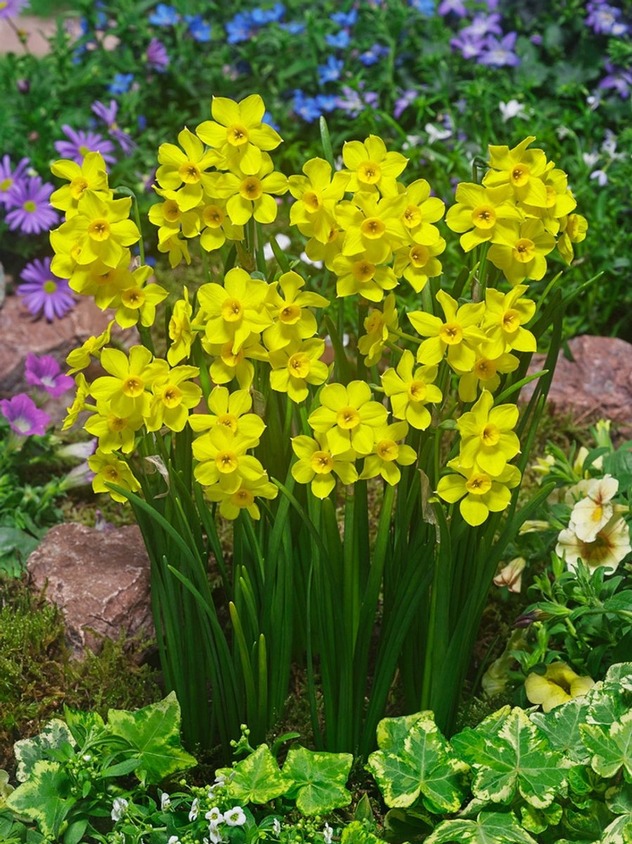25x Narcissen 'Baby boomer' - BULBi® Bloembollen met bloeigarantie