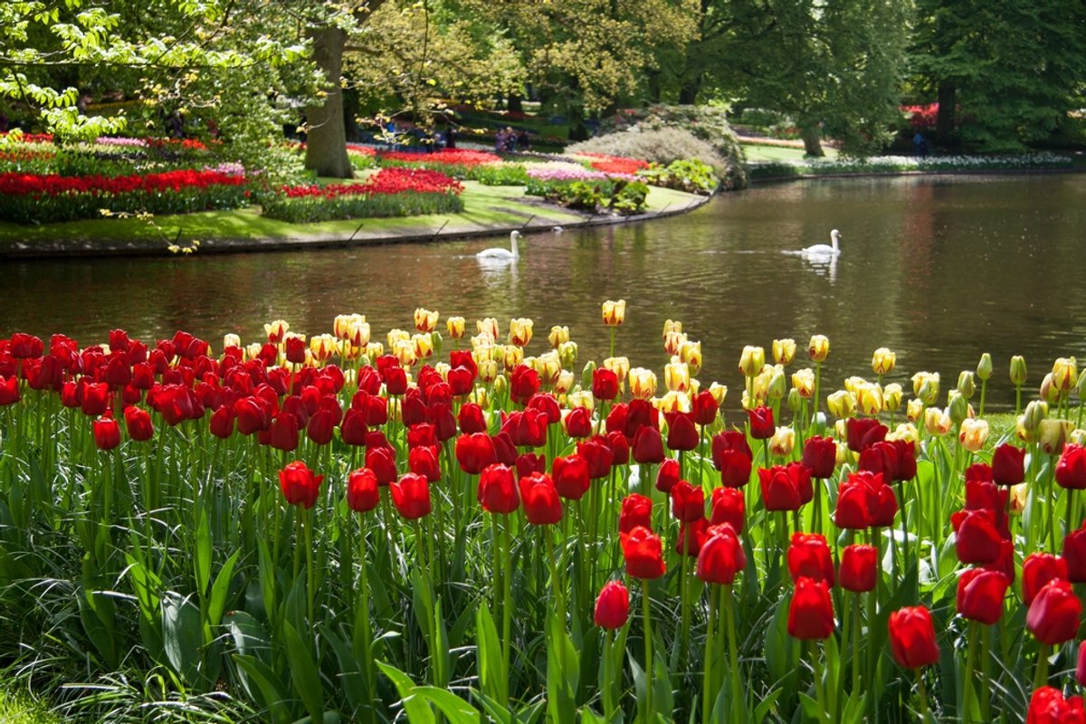 20x Tulpen 'Ile de france' - BULBi® Bloembollen met bloeigarantie