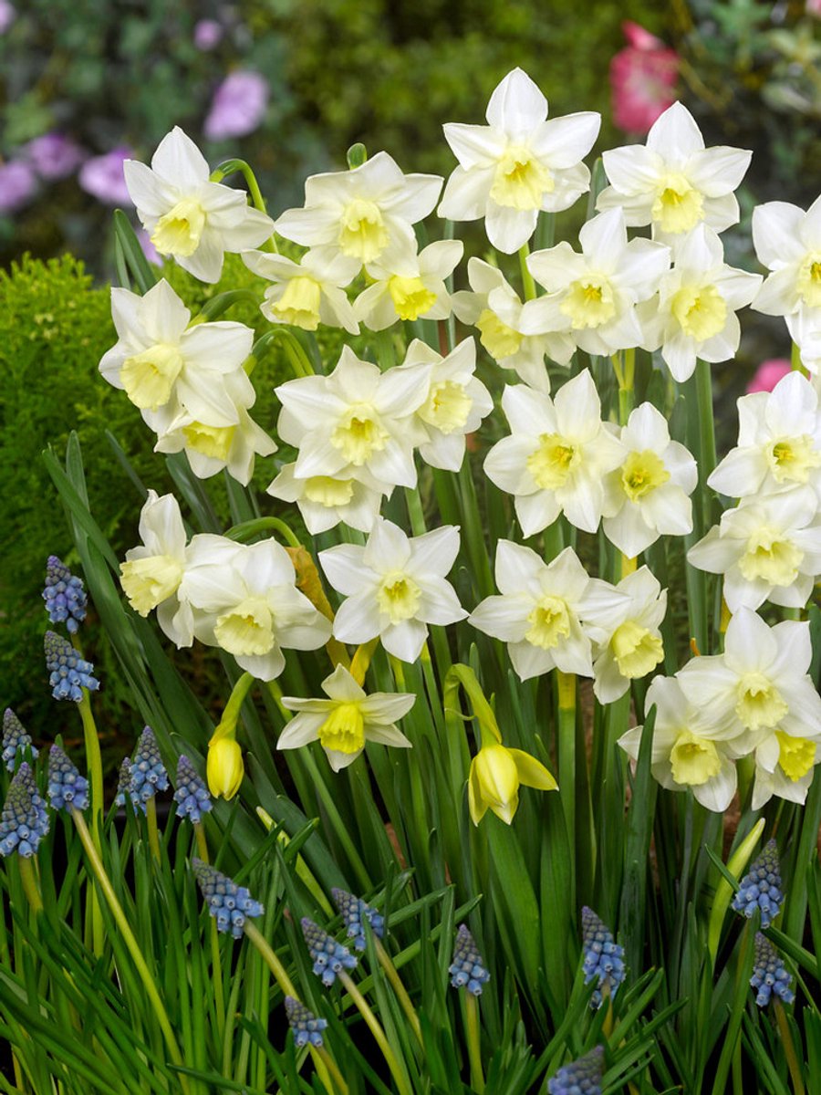 25x Narcissen 'Pueblo' - BULBi® Bloembollen met bloeigarantie