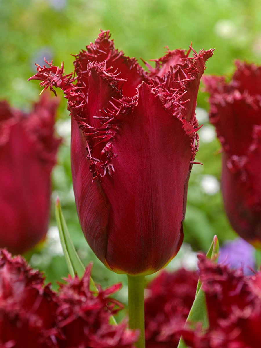 20x Tulpen 'Pacific pearl' - BULBi® Bloembollen met bloeigarantie
