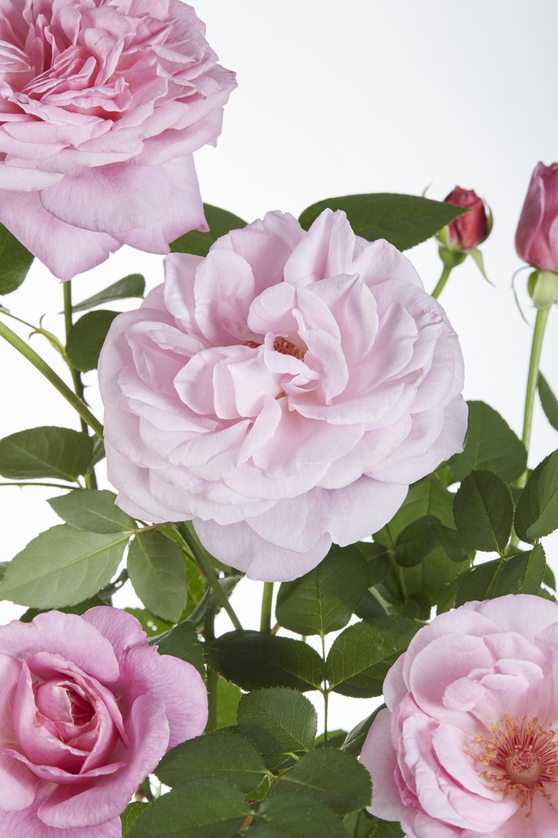 Hello Plants Rosa Crazy in Love Pink Klimroos - Klimplant