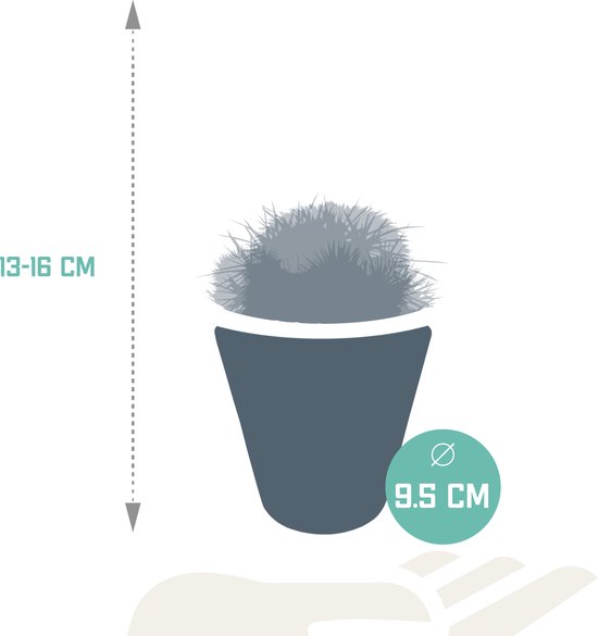 Bolcactus mix 8.5 cm in witte pot | 3 stuks
