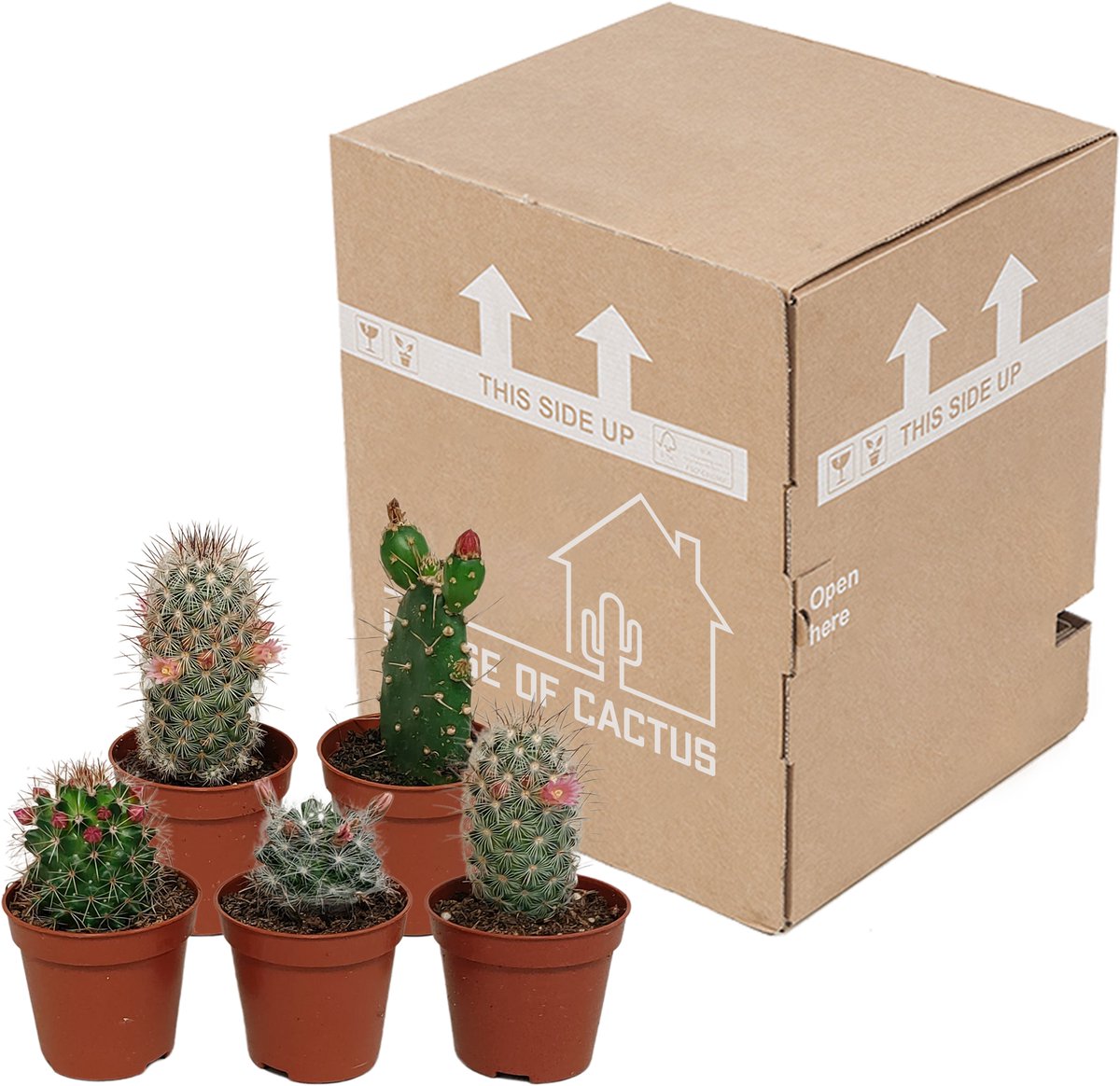 Cactus mix 5.5 cm - zonder pot bloeiend - 5x