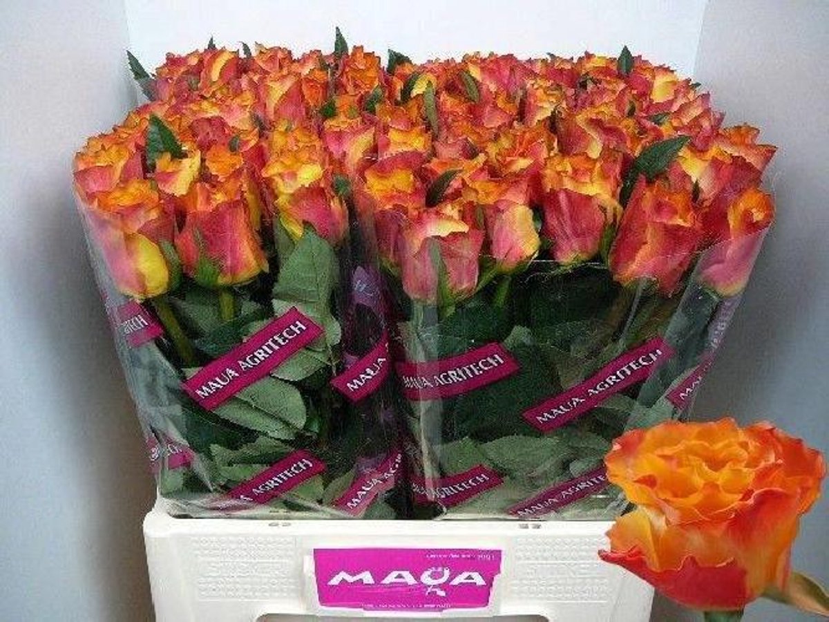 20x Rosa downtown! 60cm