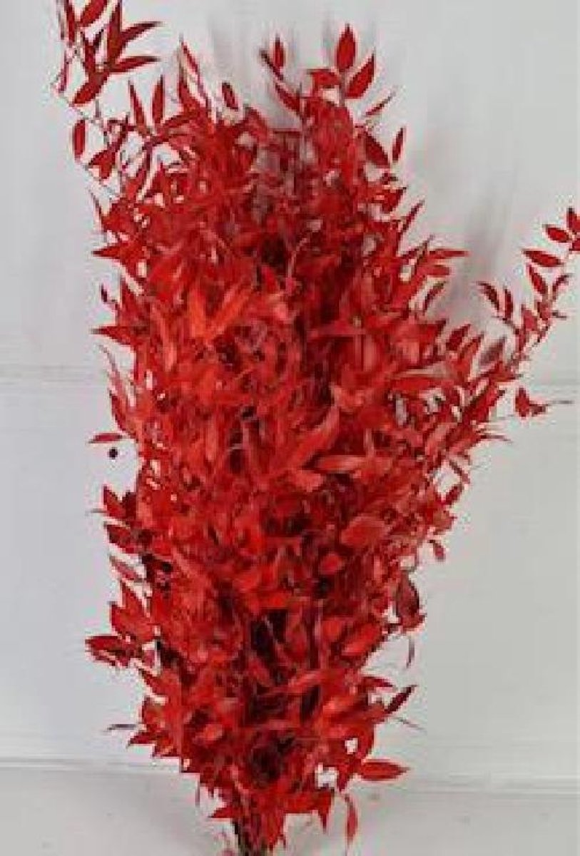 5x Dc ruscus gestabiliseerd rood 60cm