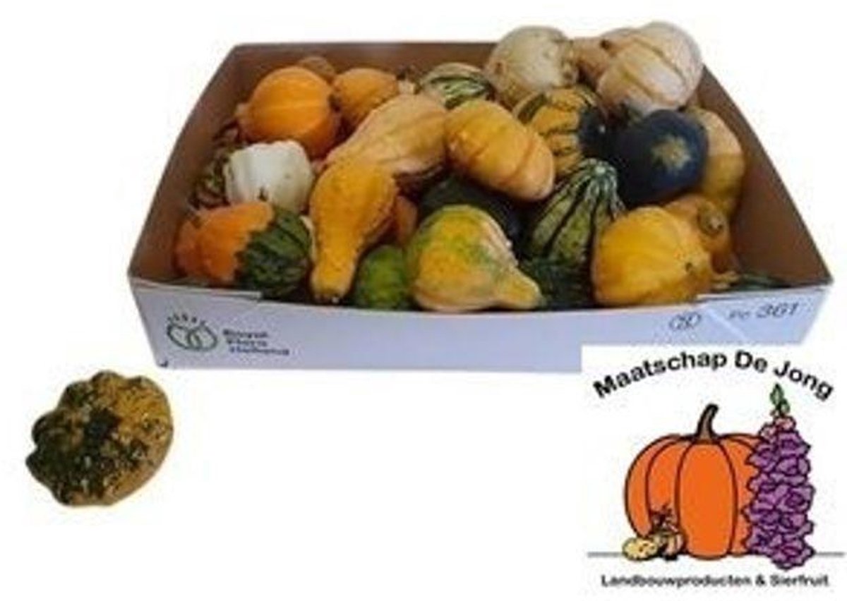 30x Sf cucurbita maya mix