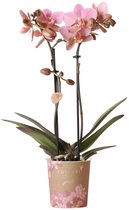 Kolibri Orchids | oudroze Phalaenopsis orchidee - Jewel Treviso - potmaat Ø9cm | bloeiende kamerplant - vers van de kweker