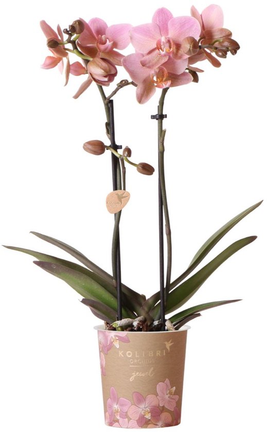 Kolibri Orchids | oudroze Phalaenopsis orchidee - Jewel Treviso - potmaat Ø9cm | bloeiende kamerplant - vers van de kweker