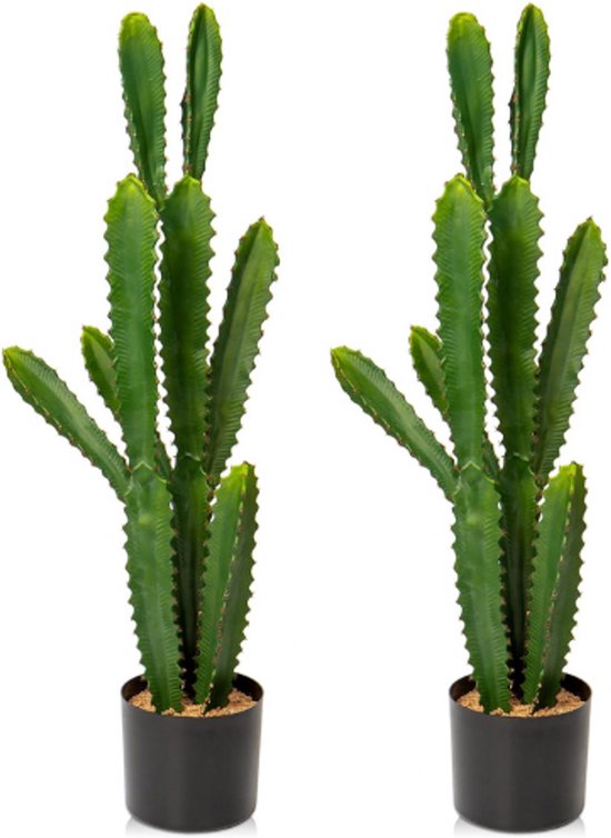 braided sansevieria cylindrica Sansevieria Cylindrica