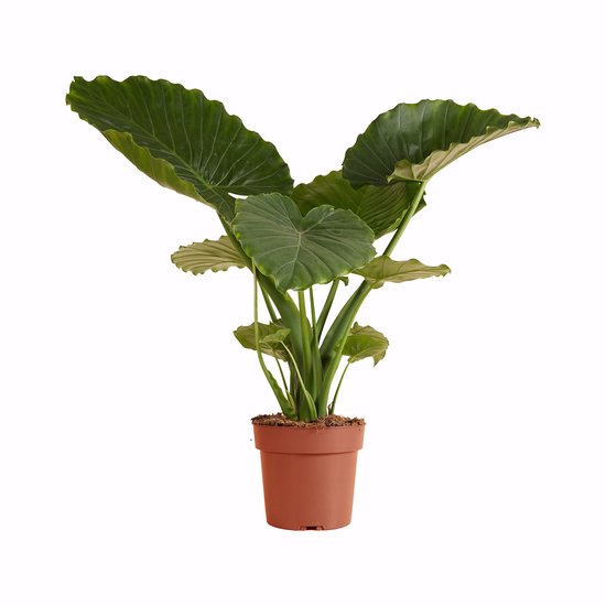 Alocasia Gageana - Olifantsoor kopen