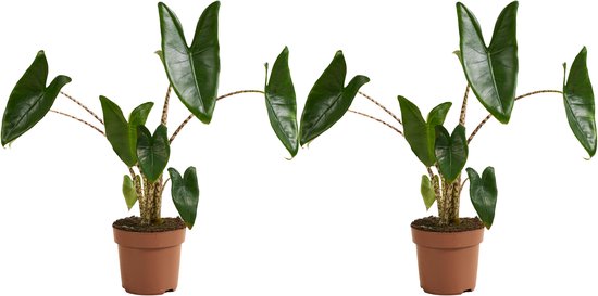 Bloomique - Set van 2 - Alocasia Zebrina - Olifantsoor - Kamerplanten - Luchtzuiverend - Hoogte 50-70 cm - Pot 17 cm