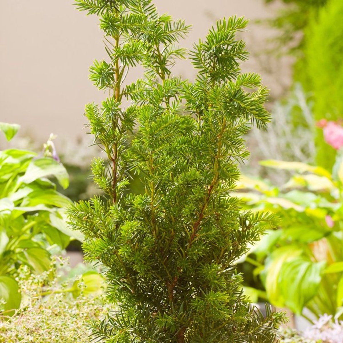 Plants Online BV - Planten - Haagplanten - Coniferen - Set van 1 - Taxus media 'Hicksii'