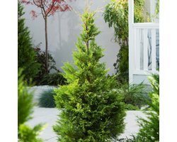 Plants Online BV - Planten - Haagplanten - Coniferen - Tuinplanten - Sier coniferen - Set van 1 - Leylandcipres