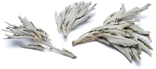 Drie bosjes gedroogde witte salie op een witte achtergrond.