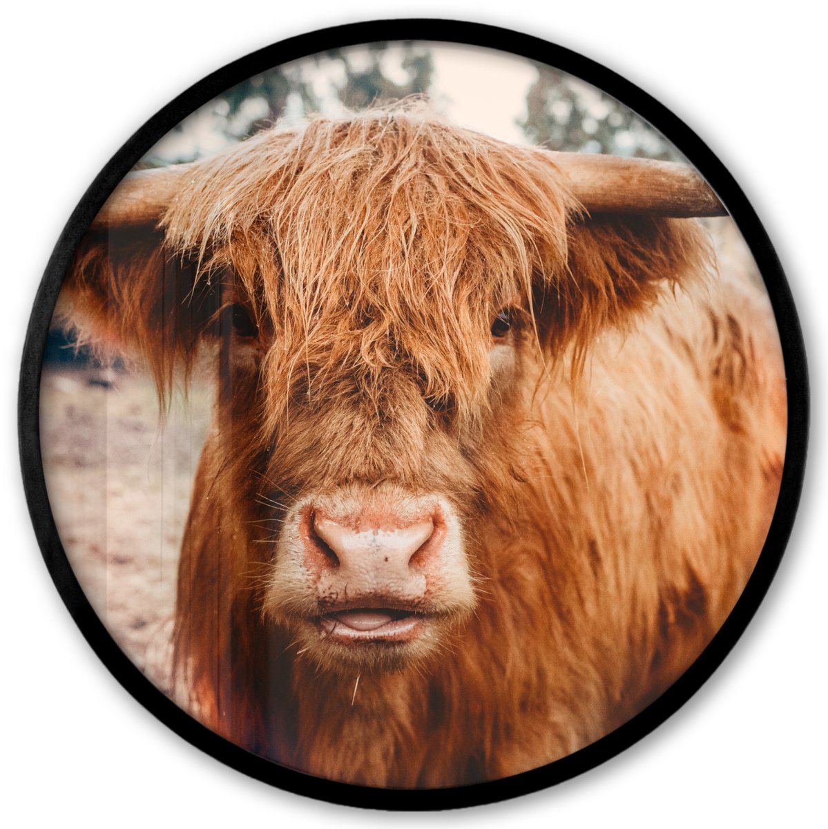 FrameYourWall Poster in lijst Rond - Fotolijst 40x40 cm - Posters - Koe- Schotse hooglander - Hoorns - Bruin - Landschap - Ronde posterlijst zwart - Decoratie - Wanddecoratie woonkamer - Muurdecoratie slaapkamer Schotse hooglander - Close up