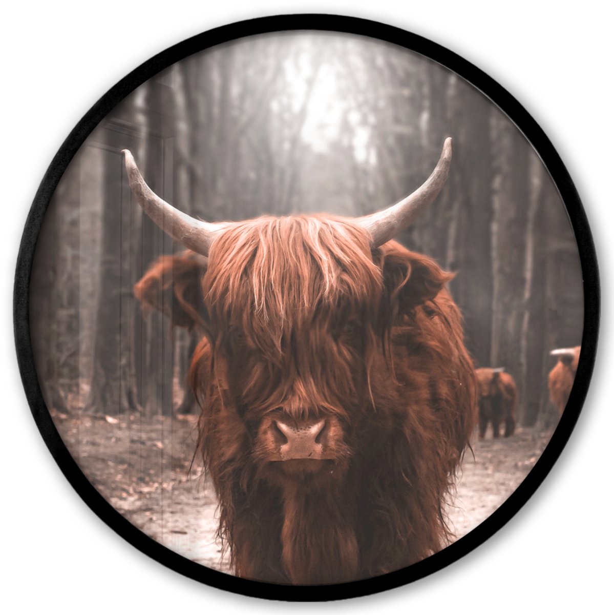 FrameYourWall Poster in lijst Rond - Fotolijst 40x40 cm - Posters - Schotse hooglander - Bos - Koe - Dieren - Natuur - Ronde posterlijst zwart - Decoratie - Wanddecoratie woonkamer - Muurdecoratie slaapkamer