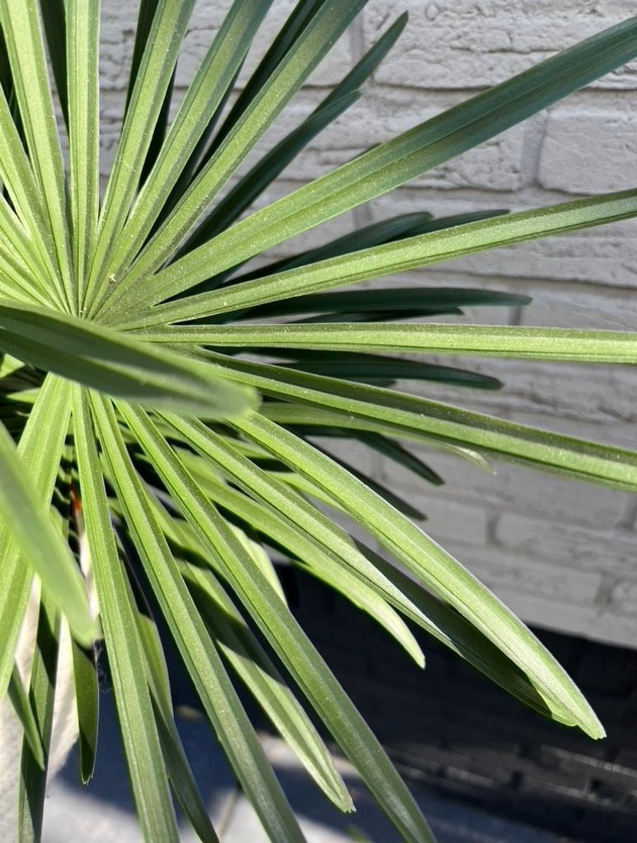 Raphis kunstpalm boeket 60 cm UV