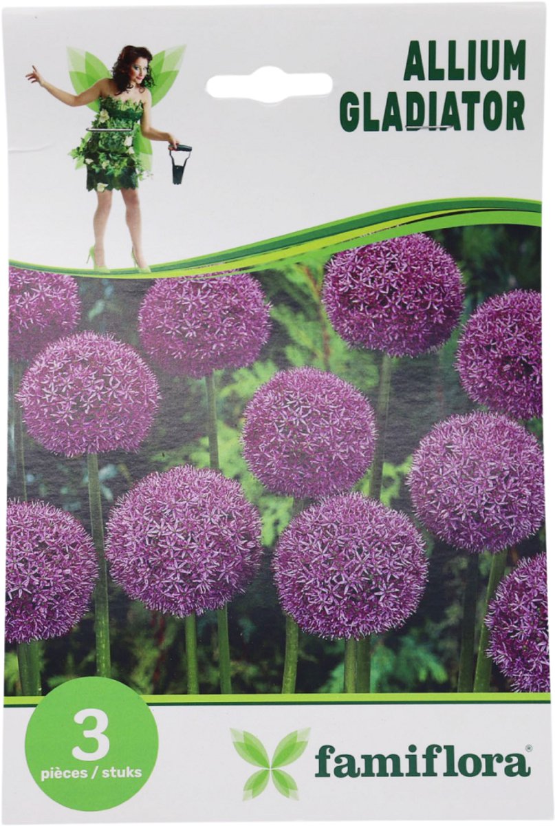 Famiflora Allium Gladiator - Voorjaarsbloeiers - 3 bloembollen - Trekt bijen en vlinders aan voor een gezonde tuinecosysteem - Voegt een majestueuze uitstraling toe die bewondering oogst