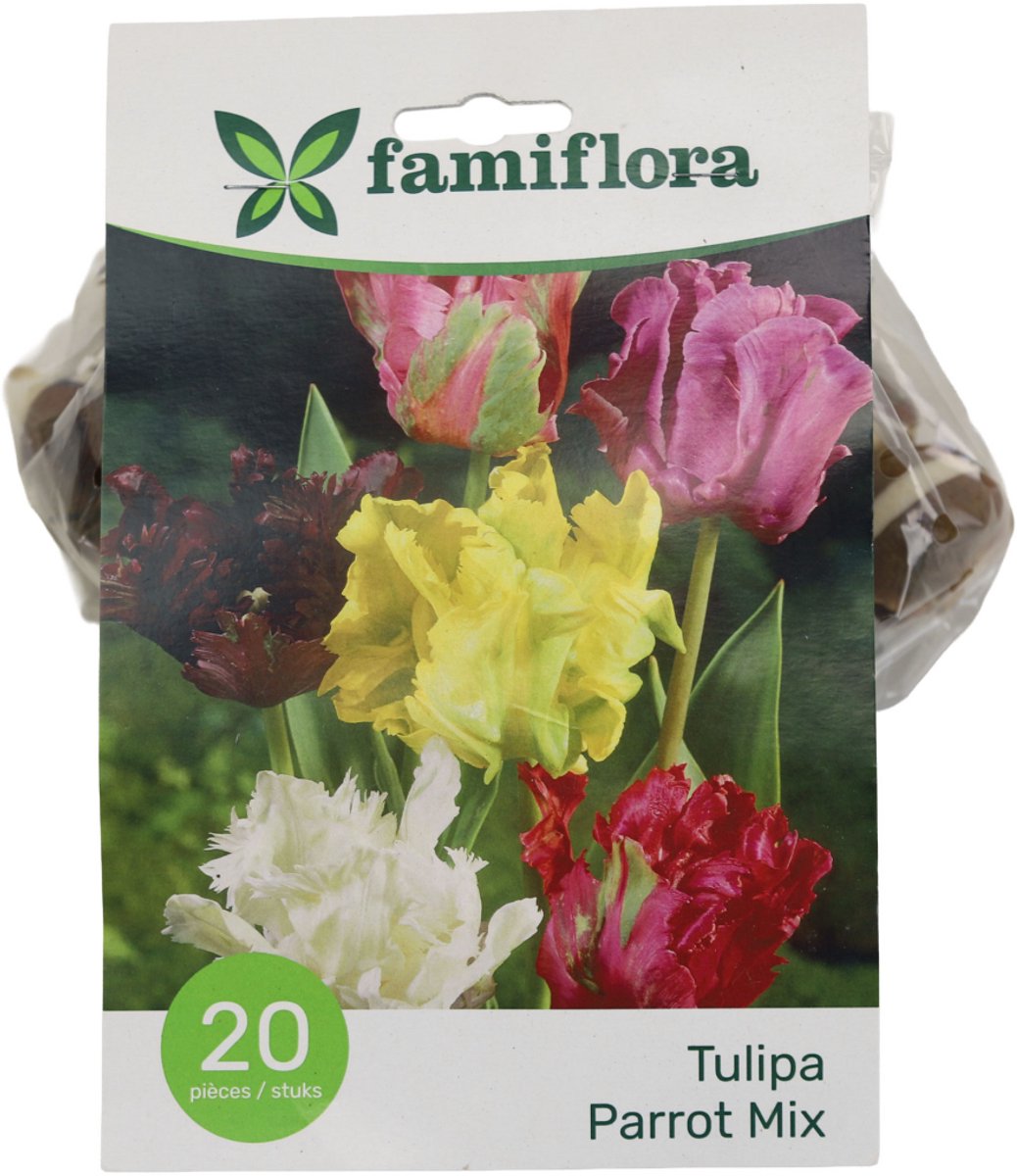 Famiflora Tulipe Parkiet Mix - Voorjaarsbloeiers - 20 bloembollen - Unieke parkiettulpen brengen speelsheid en vrolijkheid in je tuin