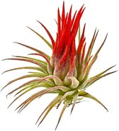 Tillandsia Luchtplantjes Mix - 20 stuks - Kamerplanten - 20 Airplants Luchtplanten spray