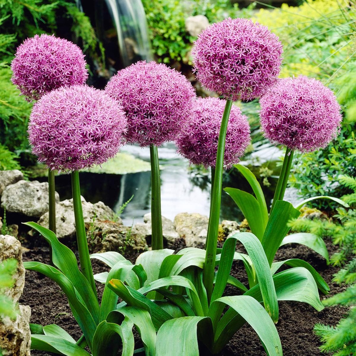Allium Bloembollen Winterhard - Sierui - Party Baloons - 5 stuks - Blauw - Bloem bollen - Mix Meerjarig