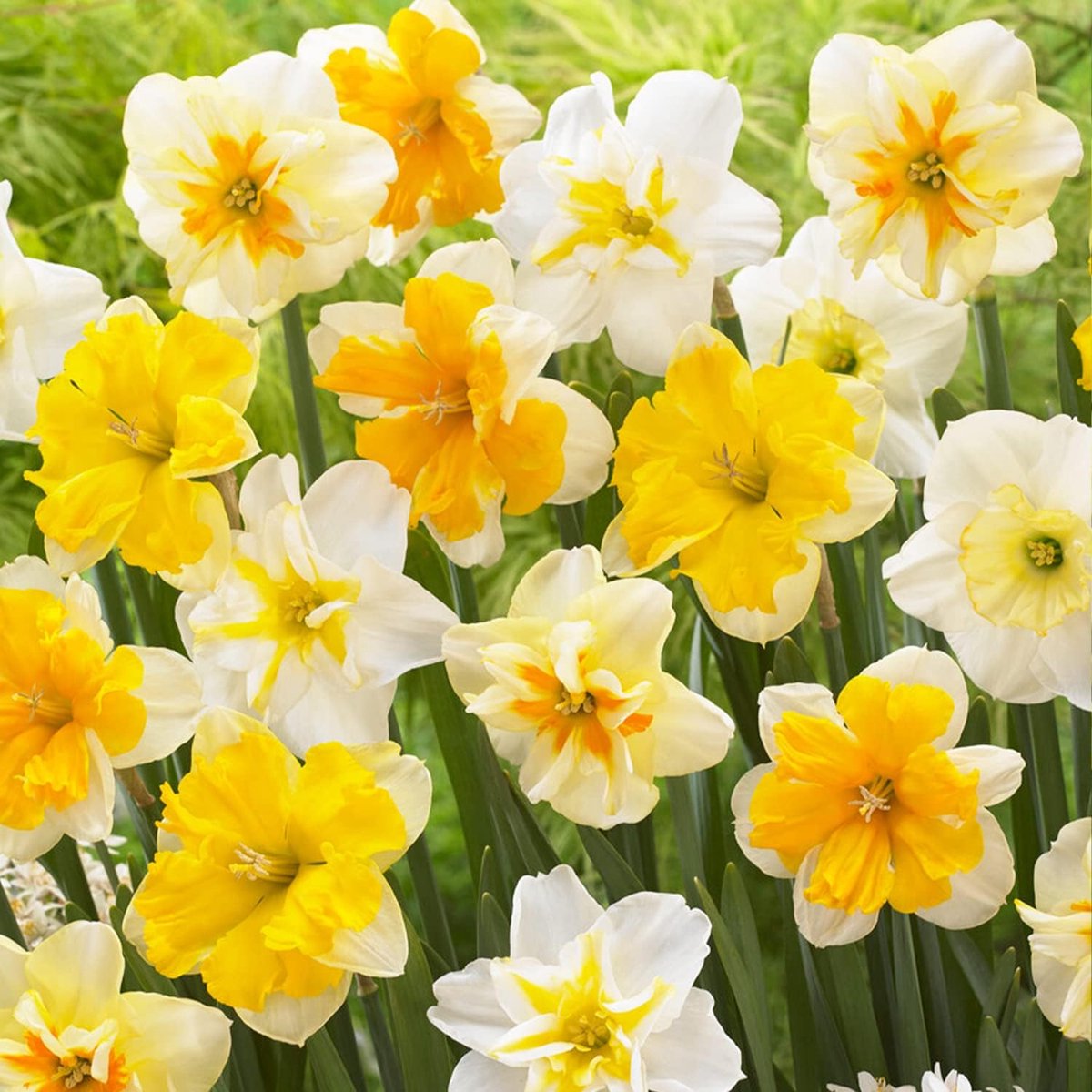 Narcissen Bloembollen Winterhard - Split Corona - 25 stuks - Geel & Wit - Bloem Bollen Mix - Paasbloemen Meerjarig