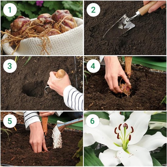 DUTCH BULBS Lelie bollen - Lilium Rising Moon Bloembollen - Geel - 3 ...