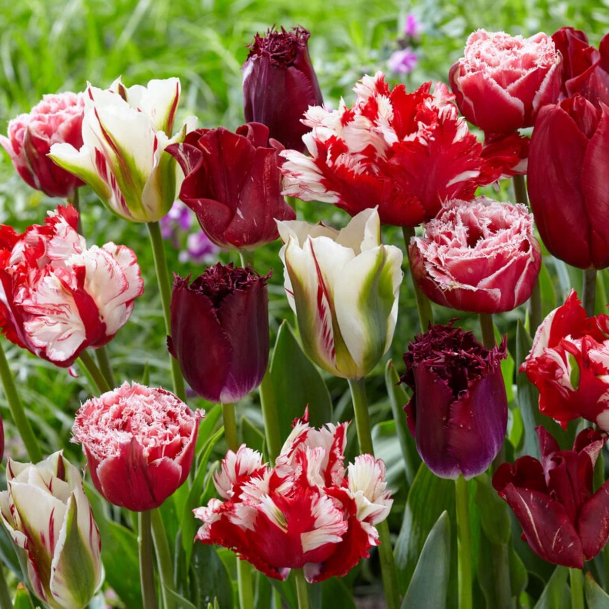 Tulpen Bloembollen Winterhard - Magic Fireworks - 20 stuks - Zwart - Bloem Bollen Mix - Tulpenbollen Meerjarig