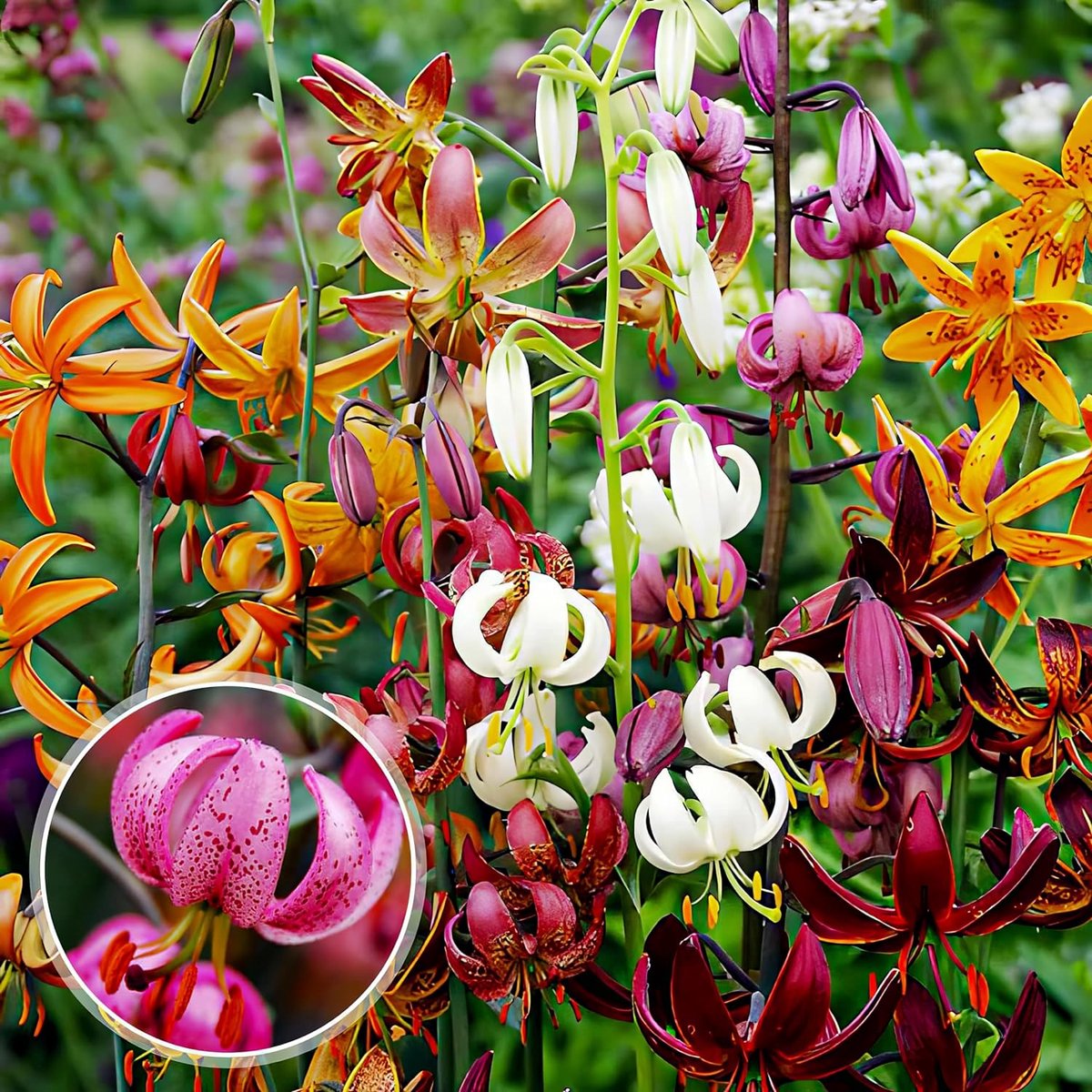 Lelie Bloembollen Winterhard - Lilium Martagon - 10 stuks - Meerkleurig - Bloem bollen Mix Meerjarig - Leliebollen