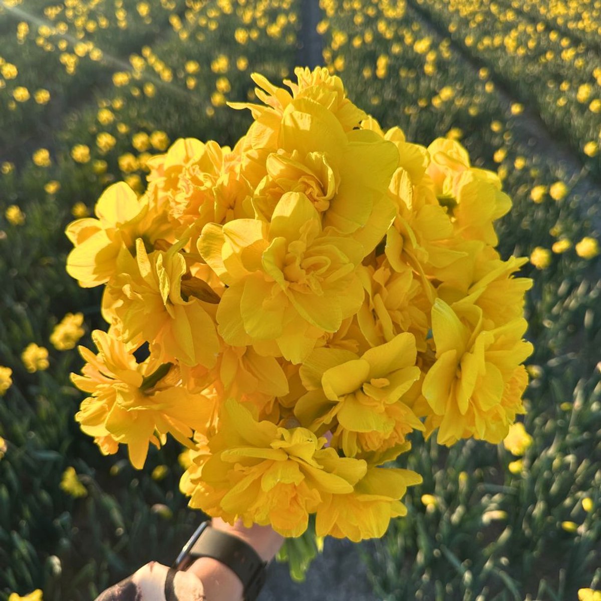 Narcissenbollen Rio - 30 bloembollen - bolmaat 12/14 - geel, dubbelbloemig, grootbloemig, voorjaarsbloeier, winterhard - direct van de kweker - Flowerbulbs Amsterdam