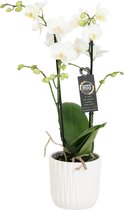 Orchidee van Botanicly – Vlinder orchidee in witte geribbelde keramische pot als set – Hoogte: 45 cm, 2 takken, witte bloemen – Phalaenopsis Snow Flake
