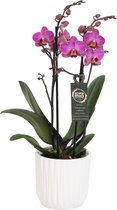Orchidee van Botanicly – Vlinder orchidee in witte geribbelde keramische pot als set – Hoogte: 45 cm, 2 takken, roze bloemen – Phalaenopsis Perceval