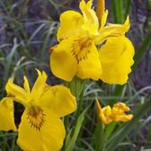 6 x Iris Pseudacorus - Gele Iris Pot 9x9 cm - Waterminnende Iris