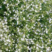 6 x Calamintha Nepeta 'White Cloud' - Bergsteentijm pot 9x9cm - Witte bloemen, geurend, aantrekkelijk voor bijen