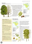 Twee pecannotenbomen, een met volle groene kroon, een zonder blad. Met afbeeldingen van de vruchten, bladeren en de bast.