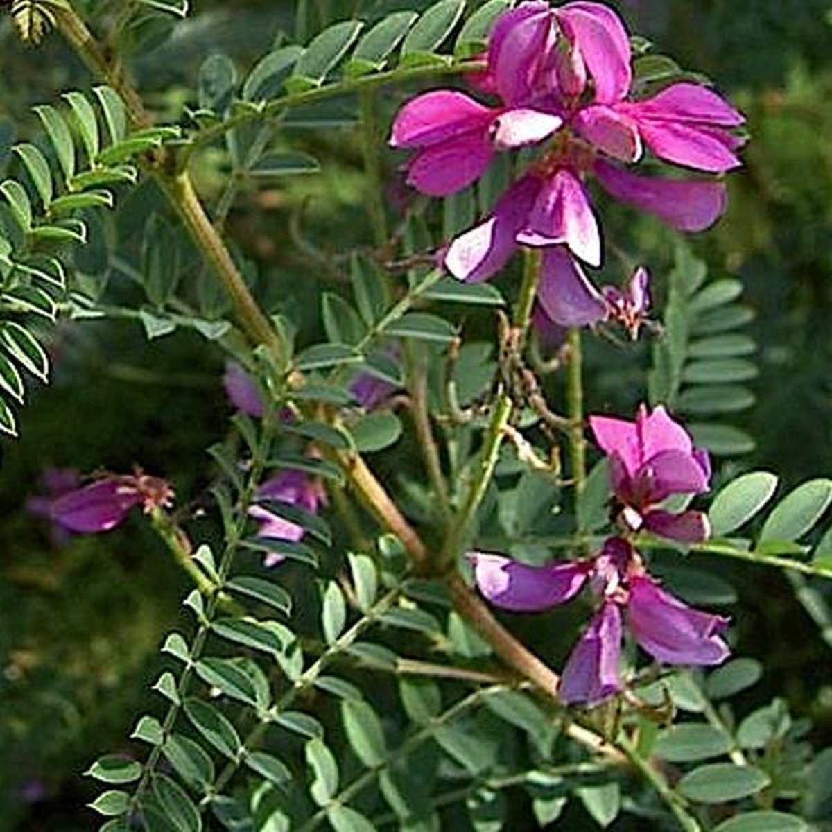 Indigofera Heterantha 'Gerardiana' - Indigostruik 40-60 cm in pot