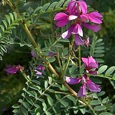Indigofera Heterantha 'Gerardiana' - Indigostruik - 40-60 cm in pot: Sierstruik met roze tot paarse bloemen in de zomer.