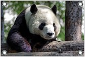 Tuinposter –Panda– 150x100 Foto op Tuinposter (wanddecoratie voor buiten en binnen)