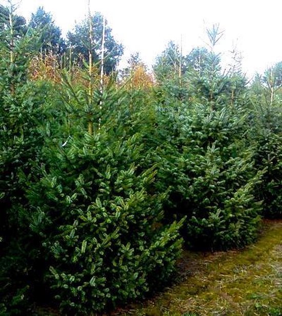 Kerstboom blauw spar 175 à 200 cm hoog picea omorika .floratuin.nl