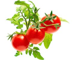 Click & Grow Navulling Tomaten 3 Stuks