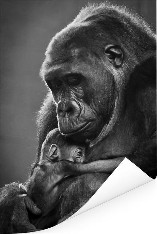 Wegrijden Opgetild hack Poster - Zwart-wit afbeelding van een moeder gorilla met haar pasgeboren  baby - 60x90 cm | bol.com