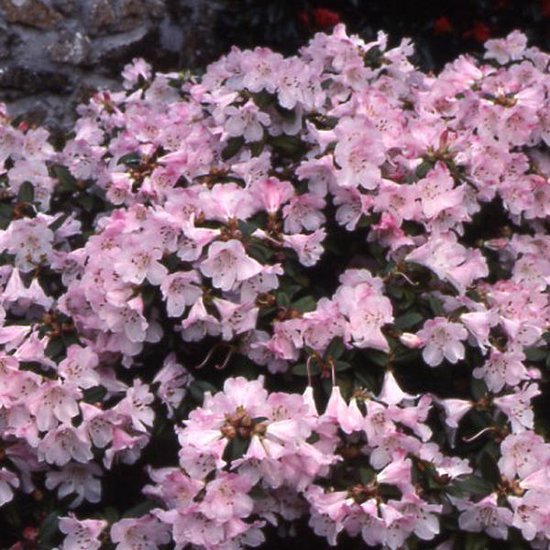 Rhododendron 'Cilpinense' - Arbuste Persistant à Fleurs Blanches Rosées - Hauteur 20-30 Cm En Pot - Floraison Février-mars - Pour Sol Acide Et Mi-ombre - 3
