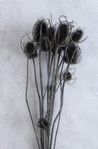 Couronne - Bundeltje gedroogde bloemen 'Dipsacus' (Black)