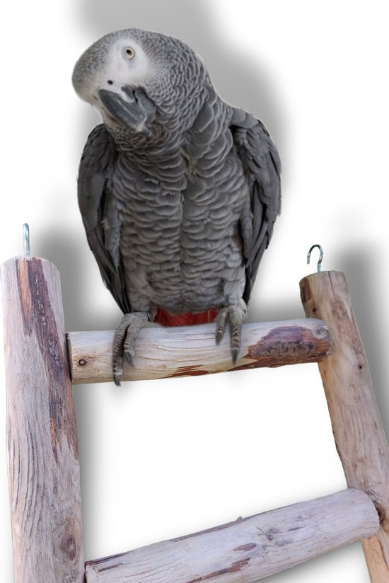 Ruime Vogelkooi Met Uitschuifbare Lade En Houten Zitstokken – 75,5x45x45 Cm – Zwart – Geschikt Voor Parkieten, Papegaaien En Kleine Vogels